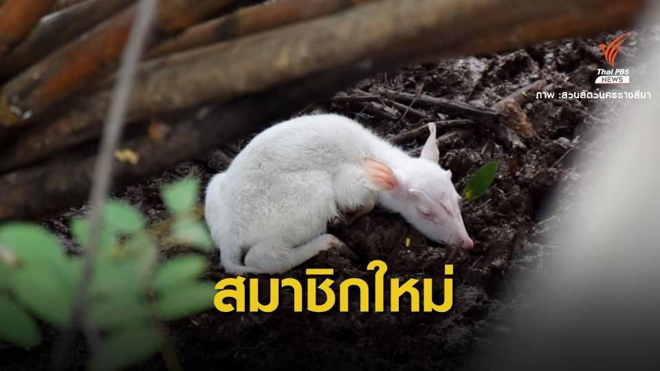 แปลก! สวนสัตว์โคราชได้ "ลูกเก้งเผือก" คนแห่ดูเพียบ