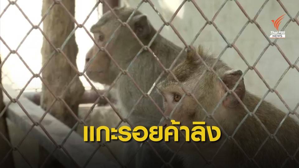 THE EXIT : แกะรอยค้าลิงข้ามชาติ จ.สุพรรณบุรี ตอน 2