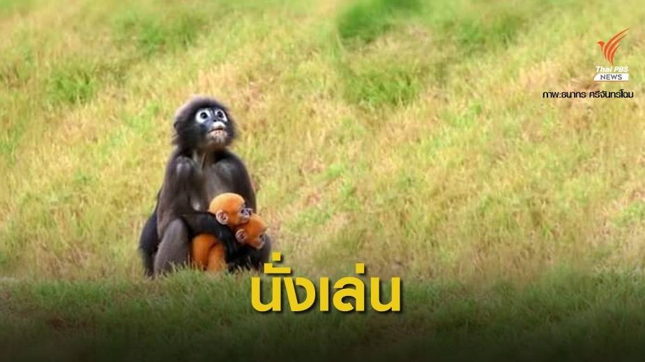 ชีวิตชิล! แม่อุ้มลูกค่างถิ่นใต้ฝาแฝดโชว์ตัวหมู่เกาะอ่างทอง