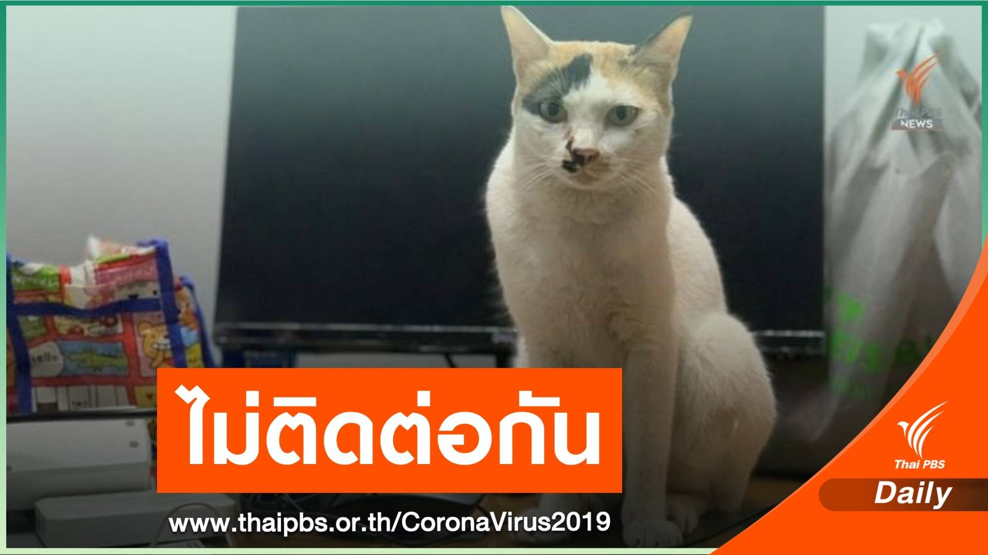 ยันไม่พบ COVID-19 จากสัตว์สู่คน แนะผู้เสี่ยงติดเชื้อไม่ควรเข้าใกล้