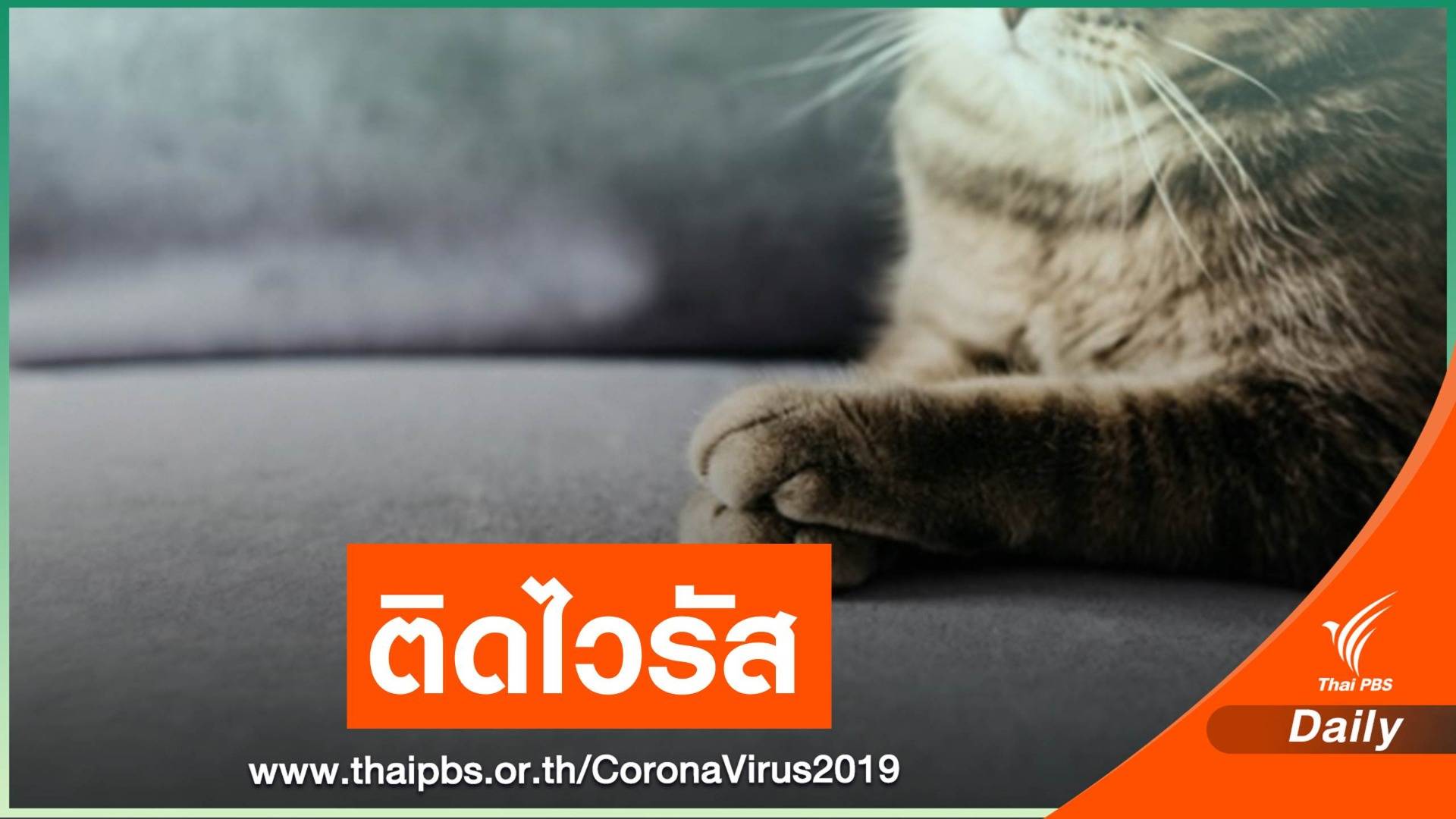 ฮ่องกงพบ "แมว" ผู้ป่วย COVID-19 มีผลตรวจไวรัสเป็นบวก 