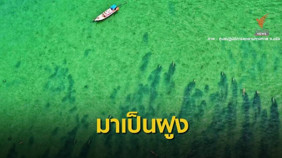 อิ่มใจ! ภาพมุมสูงฝูงพะยูนกว่า 20 ตัวโผล่ที่บ้านมาเรียม
