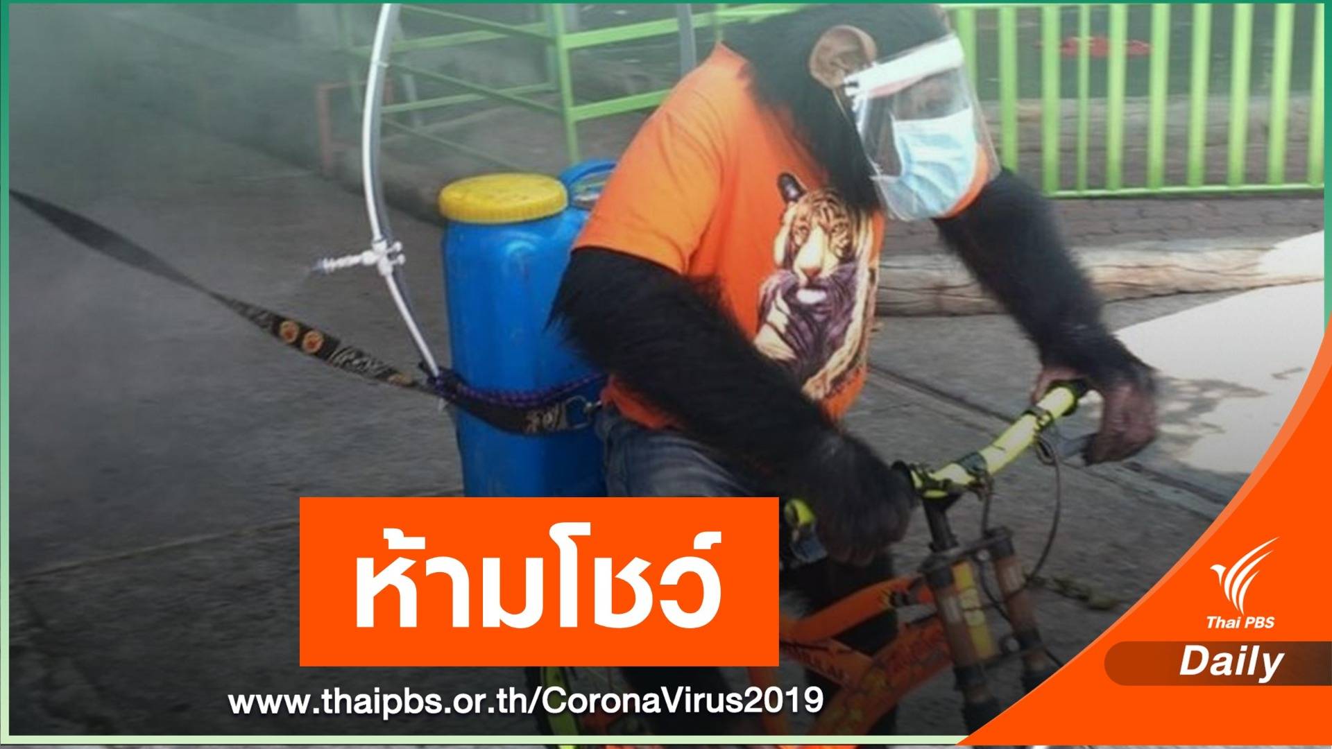 สั่งห้ามใช้ "ชิมแปนซี" ฉีดพ่นน้ำยาฆ่าเชื้อในสวนสัตว์