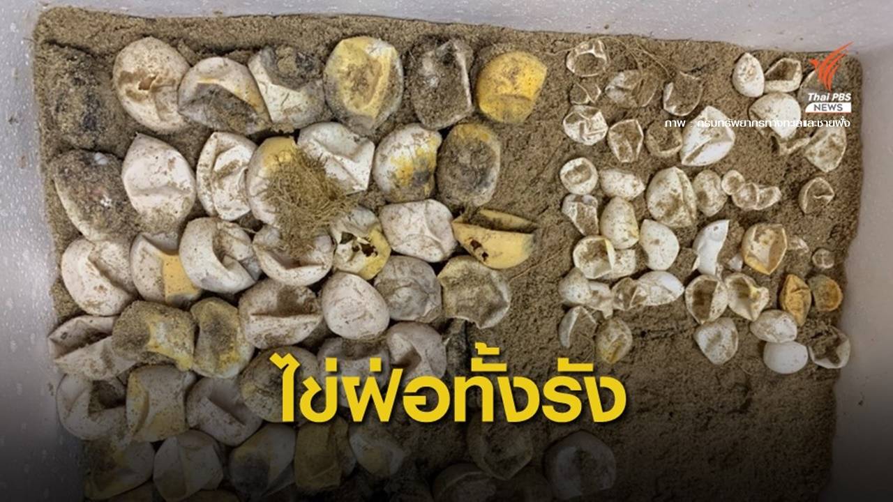 ขุดหลุมไข่เต่ามะเฟืองเกาะคอเขาไม่ฟัก พบเป็นไข่ลม