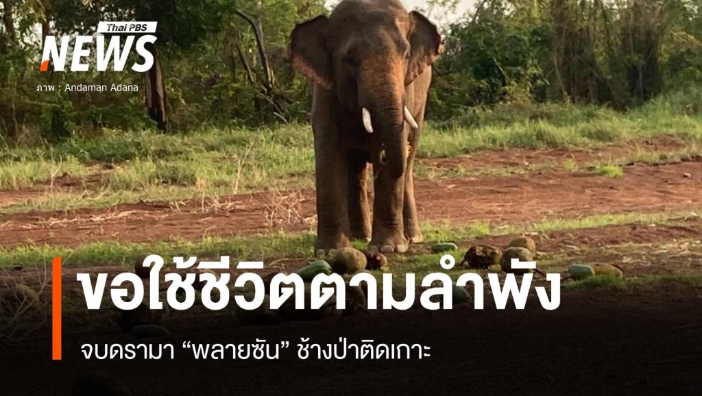 จบดรามา "พลายซัน" ช้างป่าติดเกาะ แค่สันโดษอย่าไปยุ่ง | Thai PBS News ...