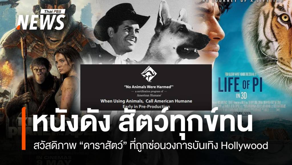 หนังดัง สัตว์ทนทุกข์! ความจริงที่ถูกซ่อนวงการบันเทิง Hollywood | Thai ...