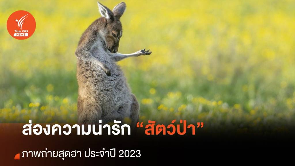 ส่องความน่ารัก ภาพถ่ายสัตว์ป่าสุดฮาประจำปี 2023 | Thai PBS News ข่าว ...