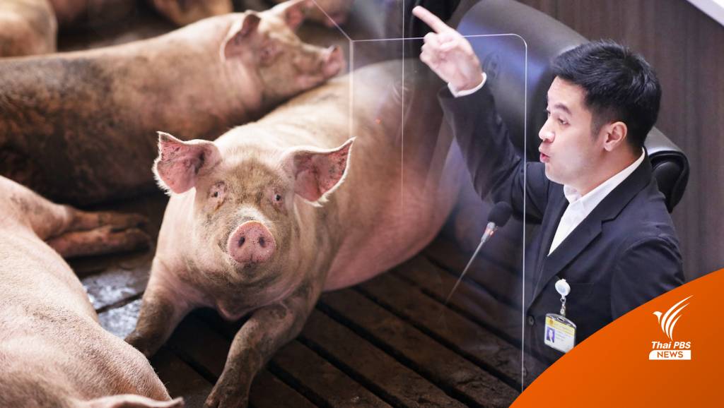 "ก้าวไกล" แฉรัฐปกปิด ASF ระบาด ทำหมูแพง-หนุนนายทุนกินรวบ | Thai ...