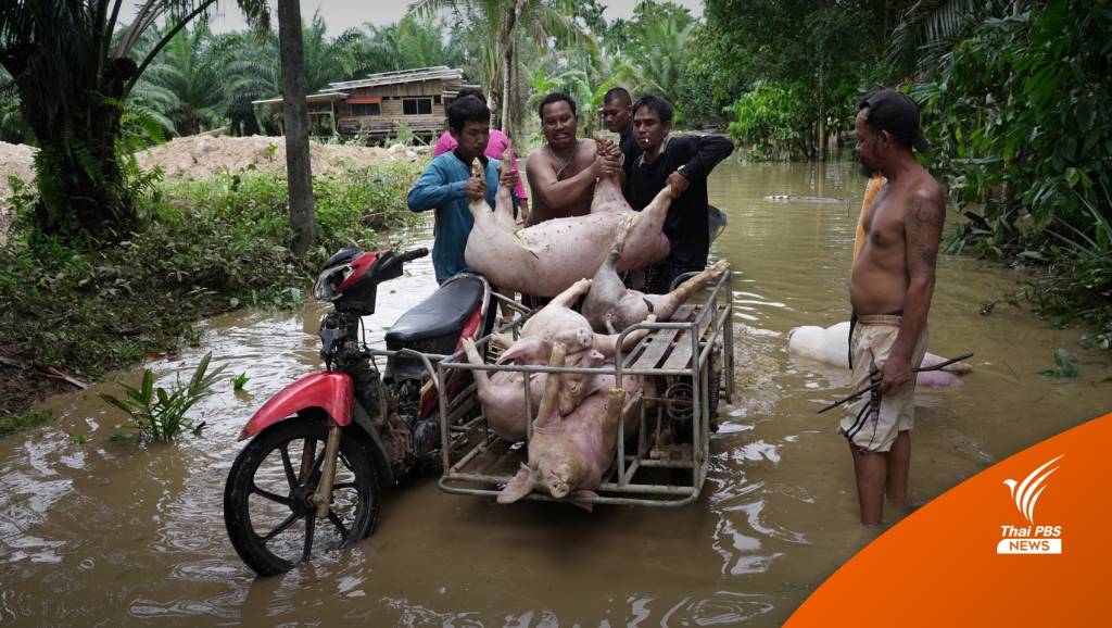 น้ำท่วมตราด ฟาร์มหมูเสียหาย 5 ล้านบาท | Thai PBS News ข่าวไทยพีบีเอส