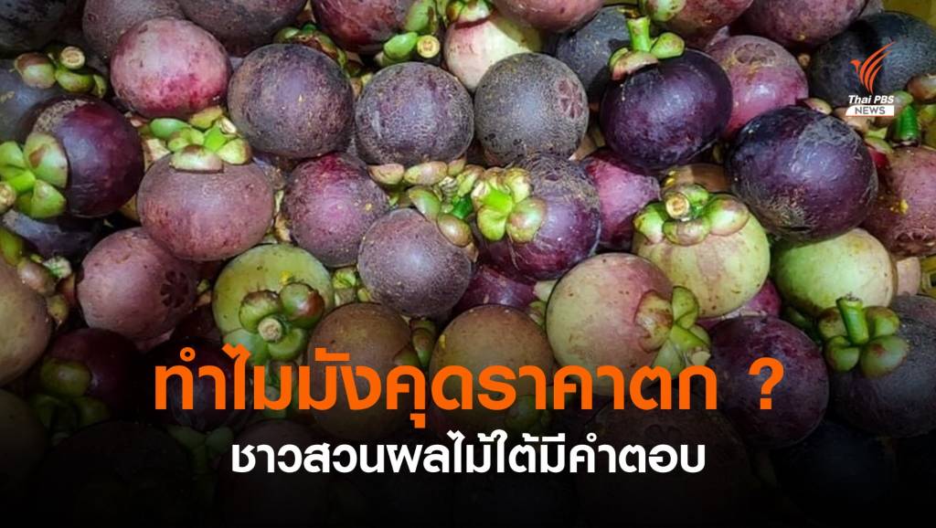 ชาวสวนมีคำตอบ ทำไมมังคุดราคาตก ? แนะจับตาผลไม้ภาคใต้ | Thai PBS ...