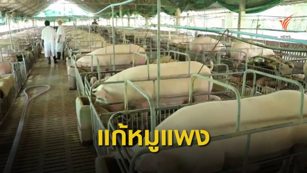 ผู้ค้าเสนอคุมราคาโรงชำแหละแก้ปัญหาหมูแพง | Thai PBS News ข่าวไทย ...