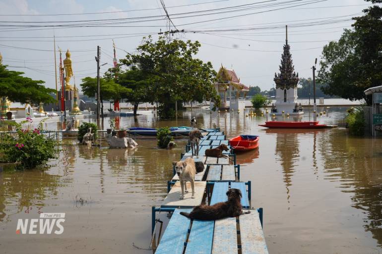 ระดับน้ำในเเม่น้ำเจ้าพระยา บริเวณชุมชน วัดเจดีย์ทอง อำเภอสามโคก จังหวัดปทุมธานี เพิ่มสูงขึ้นอย่างต่อเนื่อง