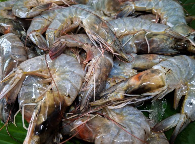 กุ้งขาว