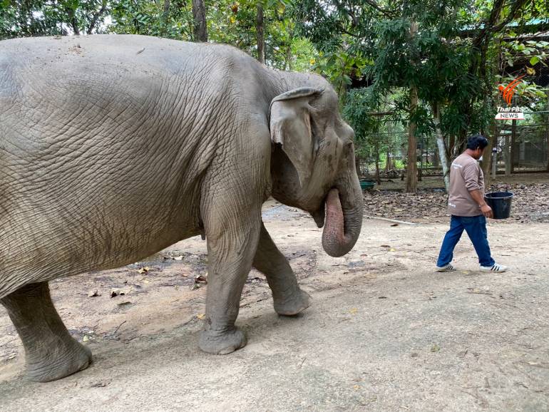 ช้าง 8 เชือกของมูลนิธิเพื่อนสัตว์ป่า ที่นำมาดูแลแบบเปิดในพื้นที่ 80 ไร่