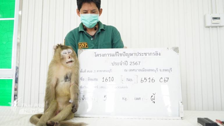 ลิงที่ถูกจับจะนำไปขึ้นทะเบียน ทำหมัน และนำไปดูแลภายในสวนลิงโพธิ์เก้าต้น