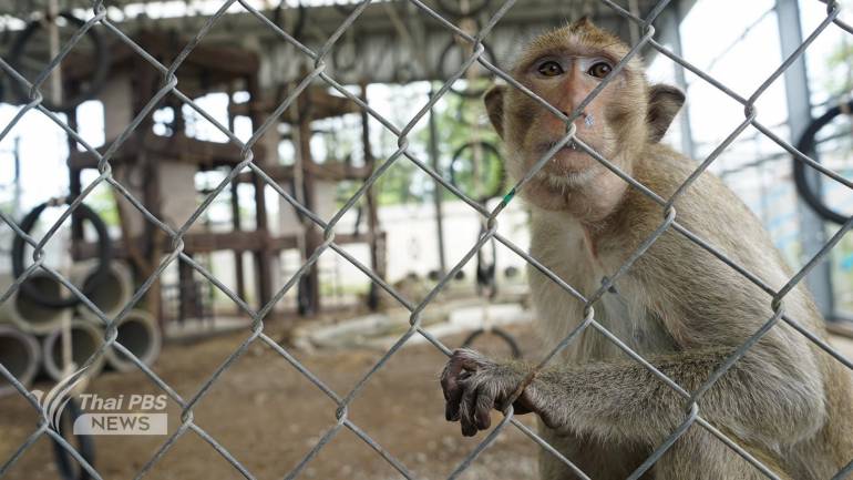 ลิงที่อยู่ภายในสวนลิงโพธิ์เก้าต้น จะได้รับการดูแลจากเจ้าหน้าที่ทั้งอาหาร และการรักษาโรค 