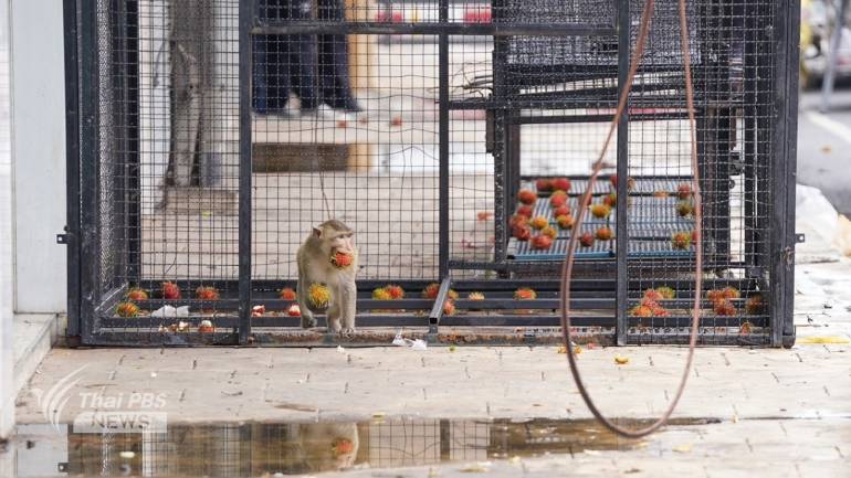เจ้าหน้าที่ตั้งกรงดักลิงในเขตเทศบาลเมืองลพบุรีเพื่อนำไปทำหมัน ก่อนนำไปดูแลภายในสวนลิงโพธิ์เก้าต้น 
