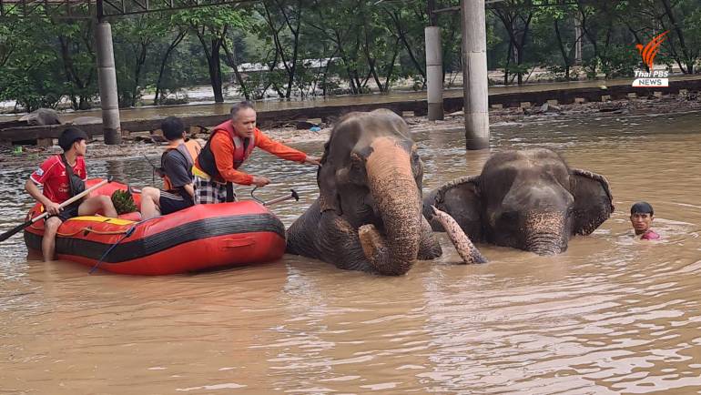 อพยพวุ่น มูลนิธิอนุรักษ์ช้างและสิ่งแวด ล้อม Elephant Foundation อ.แม่แตง จ.เชียงใหม่ 