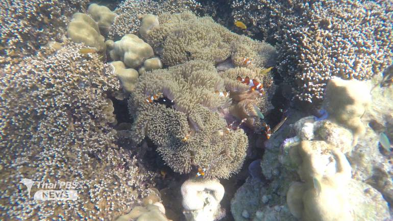 นีโม่พาราไดซ์ (Nemo Paradise) จุดดำน้ำบริเวณอ่าวช่องขาด ที่อุดมไปด้วยปะการังน้ำตื้น และปลาการ์ตูน และปลาชนิดอื่น ๆ รวมถึงสิ่งมีชีวิตอีกหลายชนิด