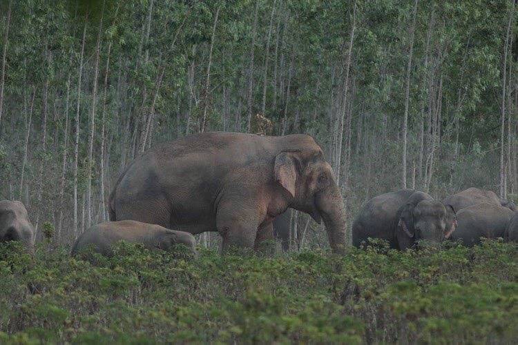 พลายสิบล้อ ช้างป่าตัวใหญ่ที่อาศัยอยู่ในป่าเขาอ่างฤาไน (ภาพจาก กรมอุทยานแห่งชาติฯ) 
