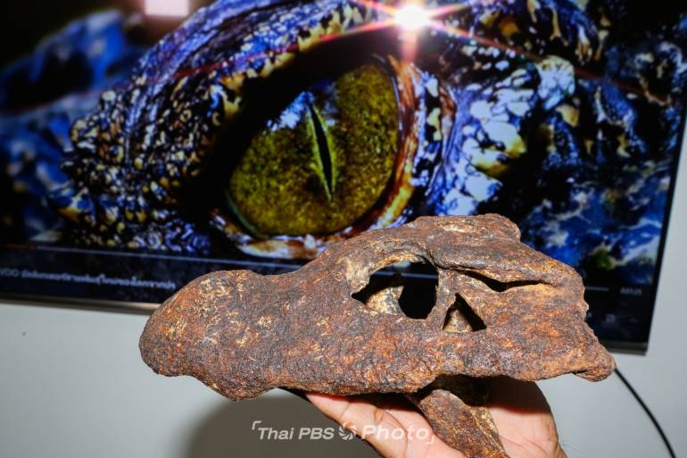 หัวกะโหลกอัลลิเกเตอร์แม่น้ำมูล อายุ 230,000 ปี ชนิดใหม่ของโลกในไทย 
