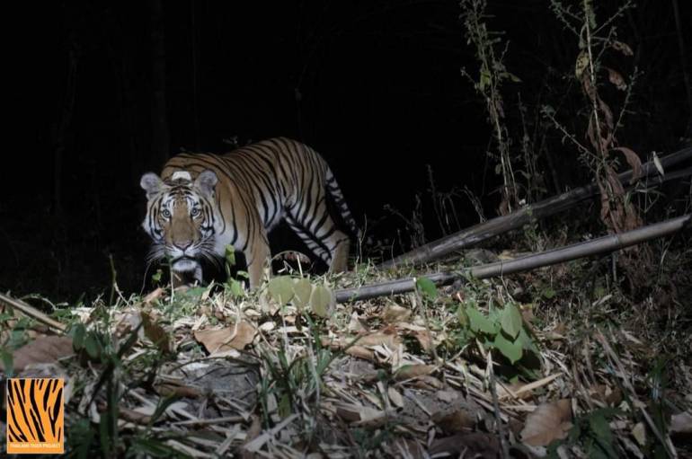 ภาพ : Thailand Tiger Project DNP