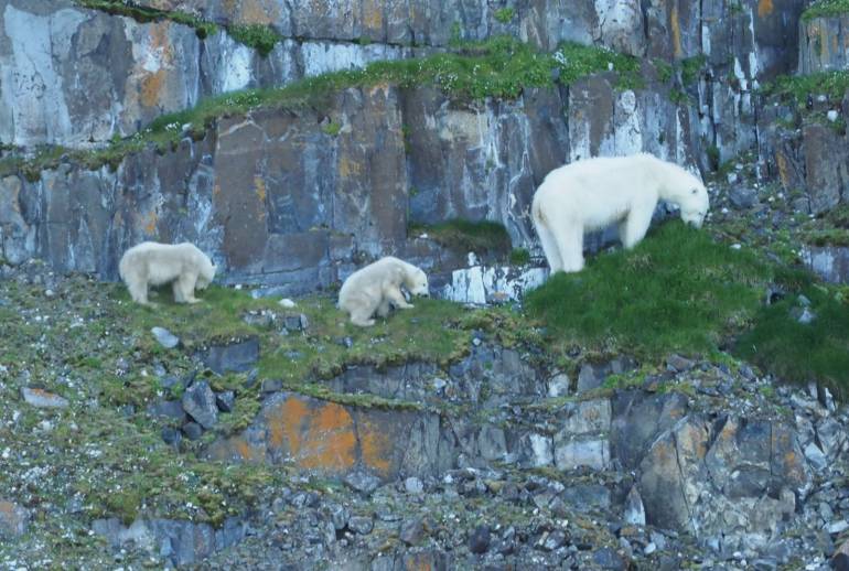 หมีขาวต้องออกหากินพืชบริเวณหน้าผา เนื่องจากน้ำแข็งที่ละลายทำให้การออกล่าแมวน้ำเพื่อเป็นอาหารทำได้ยากมากขึ้น