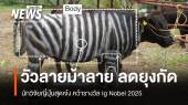 นักวิจัยญี่ปุ่นสุดเจ๋ง "วัวทาลายม้าลาย" ลดยุงกัด คว้า Ig Nobel 2025 