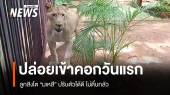 ลูกสิงโต “มเหสี” ปล่อยเข้าคอกวันแรก ปรับตัวได้ดี ไม่ตื่นกลัว 