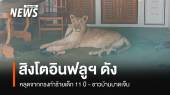 สิงโตอินฟลูฯ ดัง หลุดจากกรงทำร้ายเด็ก 11 ปี - ชาวบ้านบาดเจ็บ