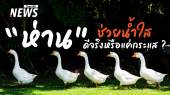 ห่าน VS ภารกิจกู้น้ำ ภูมิปัญญาชาวบ้านสู่ความท้าทายคูเมืองเชียงใหม่