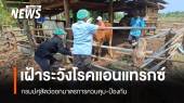 กรมปศุสัตว์เตือนเฝ้าระวัง "โรคแอนแทรกซ์" ออกมาตรการควบคุม-ป้องกัน