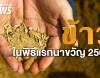 ข้าว 7 พันธุ์ ในพระราชพิธีพืชมงคลจรดพระนังคัลแรกนาขวัญ 2568
