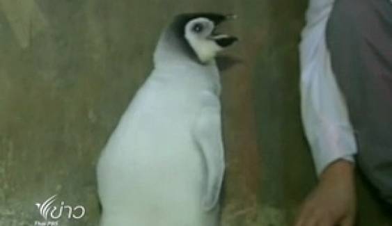 จนท.สวนสัตว์ในจีนช่วยลูกเพนกวินจักรพรรดิ์ หลังเกิดมาถูกแม่ทอดทิ้ง