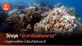 วิกฤต "ปะการังฟอกขาว" ในยุคทะเลเดือด