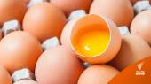 นักวิจัยญี่ปุ่นดัดแปลงพันธุกรรมไข่ไก่ ให้ปลอดภัยสำหรับผู้ที่แพ้ไข่ขาว