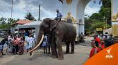 รู้จัก "พลายศักดิ์สุรินทร์" 1 ใน 3 ทูตช้างไทยที่มอบให้ศรีลังกา