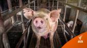 ราคาตก-ต้นทุนสูง-หมูเถื่อนตีตลาด ทำผู้เลี้ยงหมูจ่อเลิกกิจการ