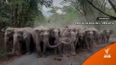 โขลงช้างป่ากว่า 40 ตัว ลงมาหาอาหาร-ผลักดันกลับเขาใหญ่
