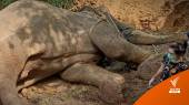 ช้างสีดอตายในเขตรักษาพันธุ์สัตว์ป่าภูวัว หลังป่วยหลายวัน