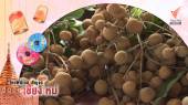 ลำไย "เบี้ยวเขียว" ทางรอดชาวสวน  
