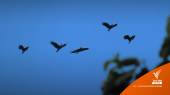 "นกเงือกกรามช้างปากเรียบ" โชว์ตัวในอุทยานฯ หมู่เกาะอ่างทอง