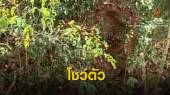 หายาก "เสือดาวแก่งกระจาน" โผล่โชว์ตัว 