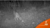 ครั้งแรก! กล้องถ่ายภาพสัตว์ถ่าย "เสือดาว" ในป่าเชียงดาว