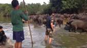 ควายน้ำทะเลน้อย เครียด-ขาดอาหาร ห่วงตายเพิ่ม