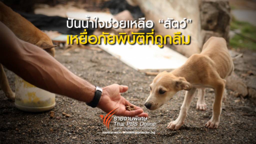 ปันน้ำใจช่วยเหลือ “สัตว์” เหยื่อภัยพิบัติที่ถูกลืม | Thai PBS News ข่าวไทยพี ...