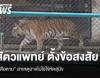 สัตวแพทย์ตั้งข้อสังเกต "เสือตาย 72 ตัว" ที่เชียงใหม่ สาเหตุอาจไม่ใช่มาจาก "ไข้หัดสุนัข"