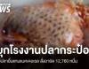 อย.บุกตรวจโรงงานปลากระป๋องใช้ปลาอื่นแทนแมคเคอเรล ยึด 12,760 กระป๋อง