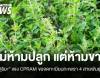 รัฐบาลยัน CPRAM จดทะเบียน "กะเพรา" ไม่ห้ามปลูกแต่ห้ามขาย 4 สายพันธุ์