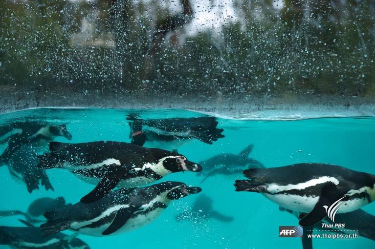 เพนกวินกำลังว่ายน้ำอย่างเพลิดเพลิน